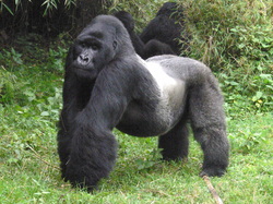 mountain gorilla scientific name